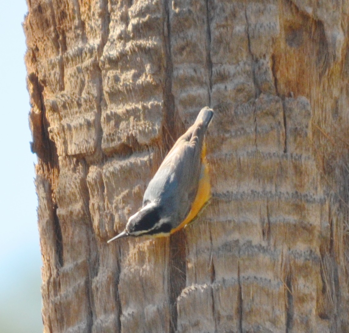 Red-breasted Nuthatch - John Ritchie