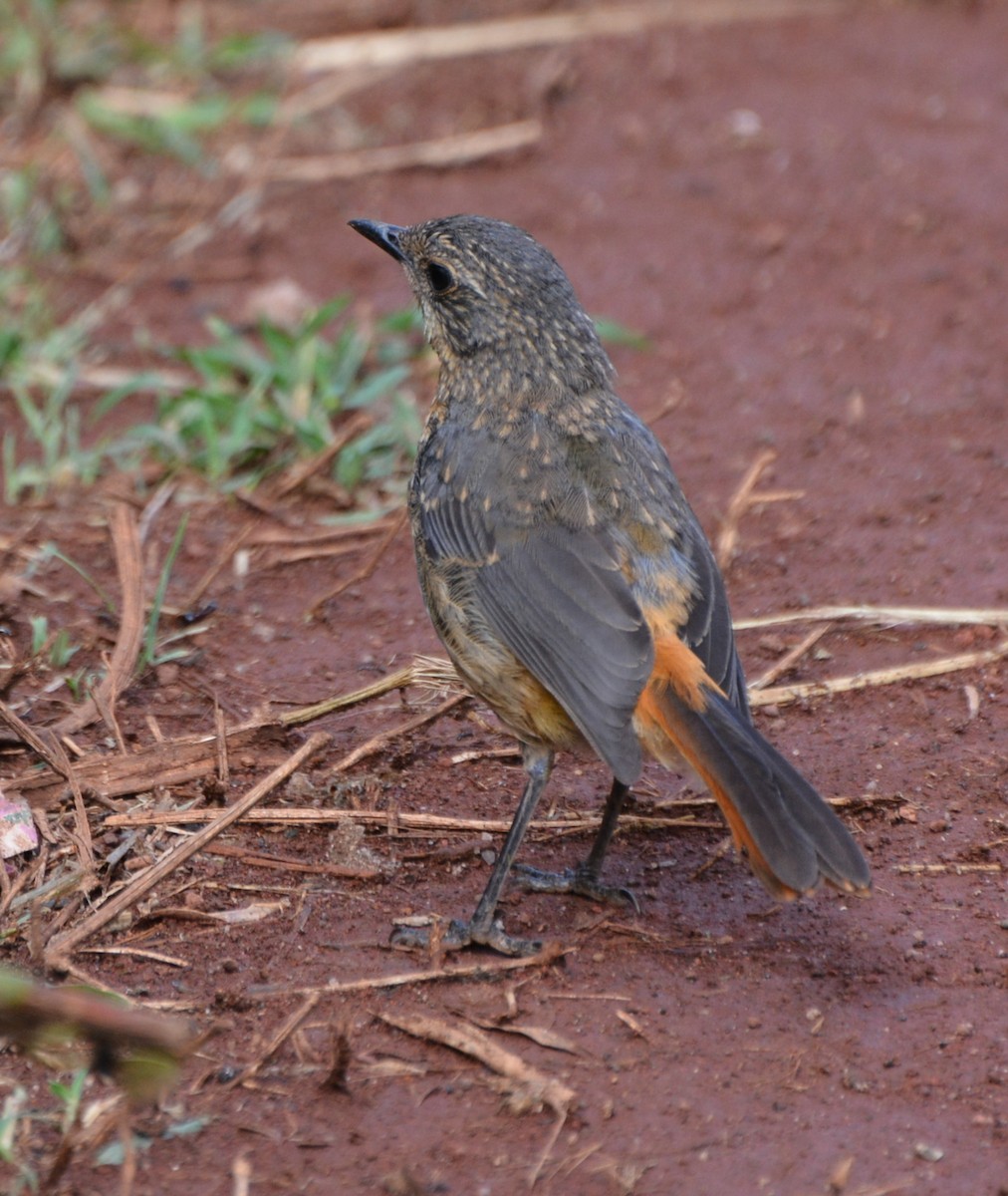 White-browed Robin-Chat - ML615645210
