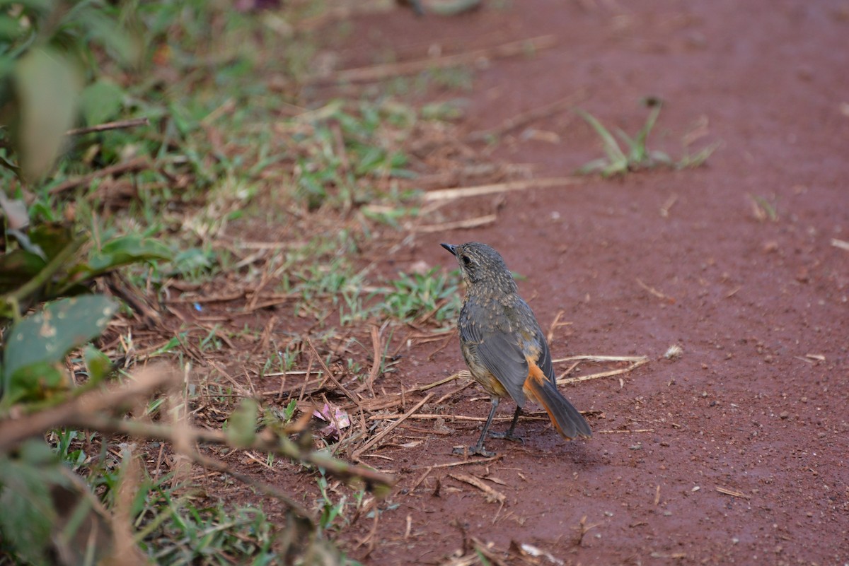 White-browed Robin-Chat - ML615645212