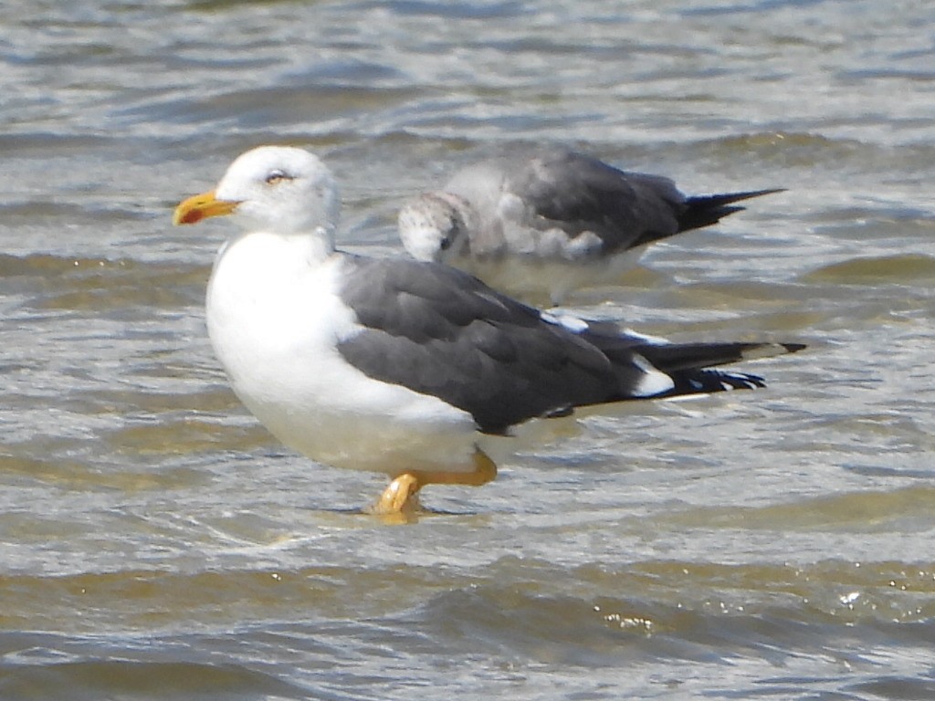 Lesser Black-backed Gull - Bob Lane