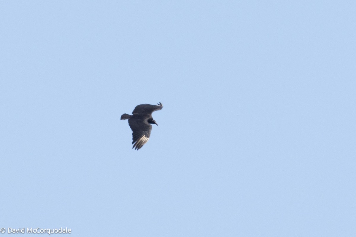 Black Vulture - ML615645330
