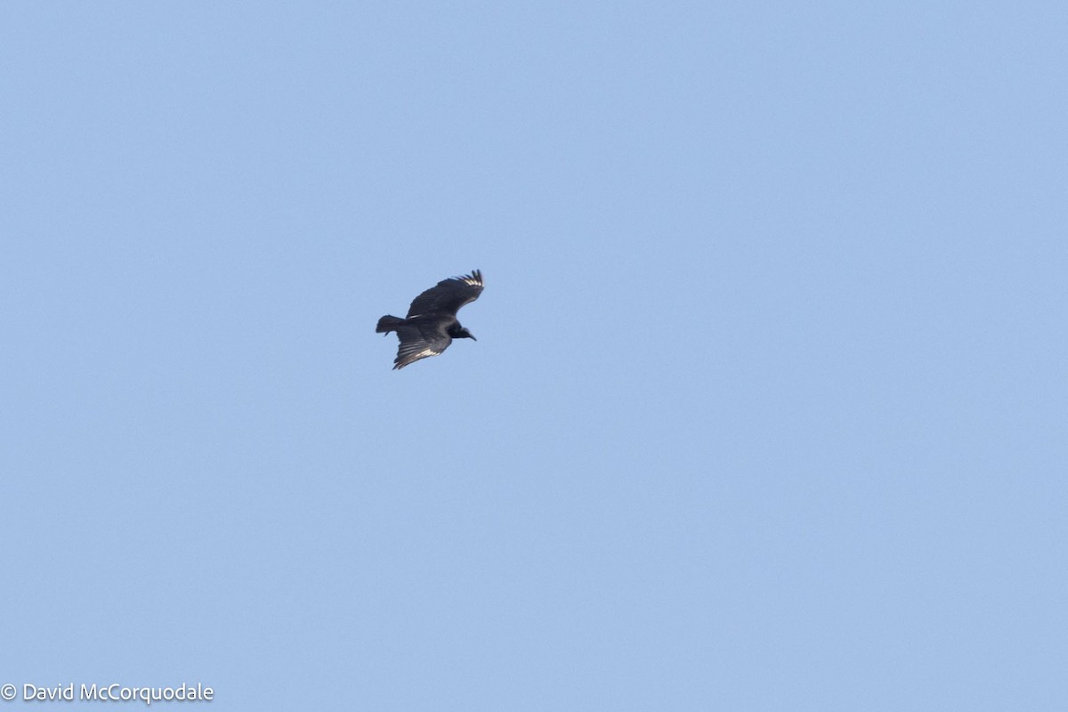 Black Vulture - ML615645331