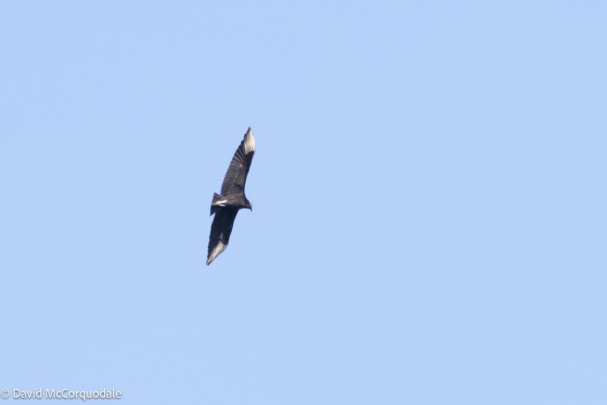 Black Vulture - ML615645332