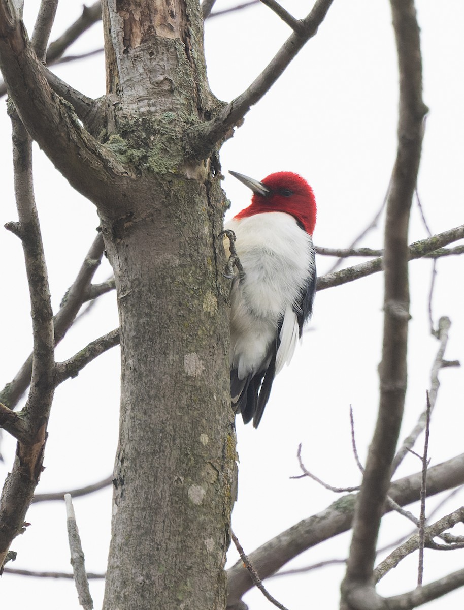 Red-headed Woodpecker - ML615645419