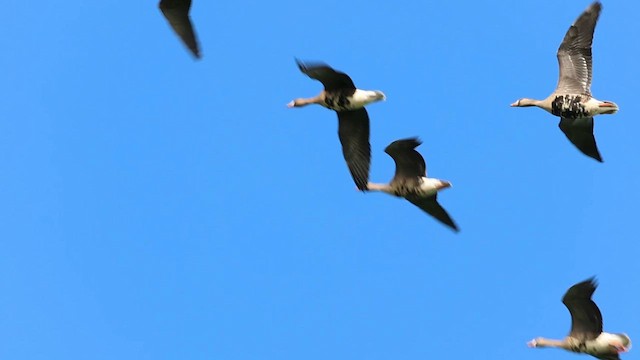 Greater White-fronted Goose - ML615645472