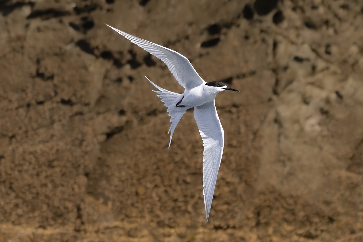 White-fronted Tern - ML615645498