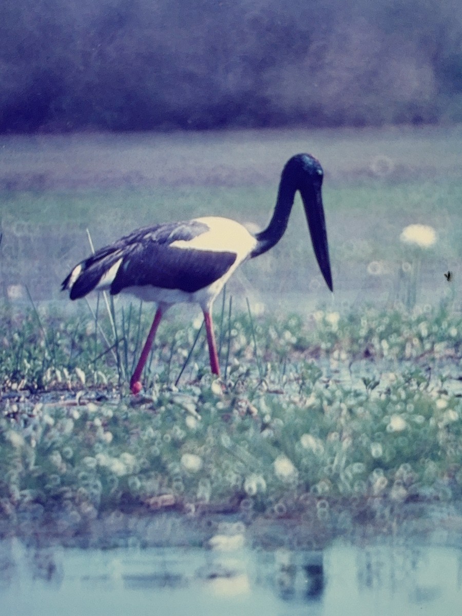 Black-necked Stork - ML615645639