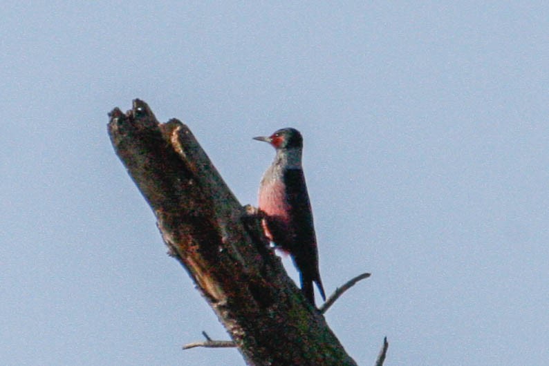 Lewis's Woodpecker - margeNdon thornton