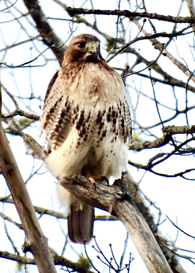 Red-tailed Hawk - ML615645958
