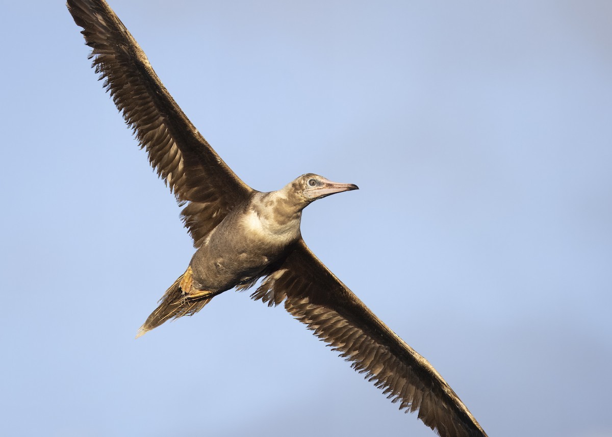 Red-footed Booby - ML615646145