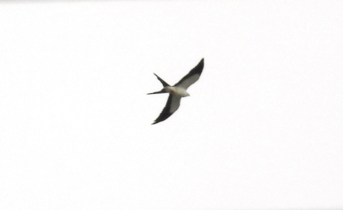 Swallow-tailed Kite - Missy Bowen