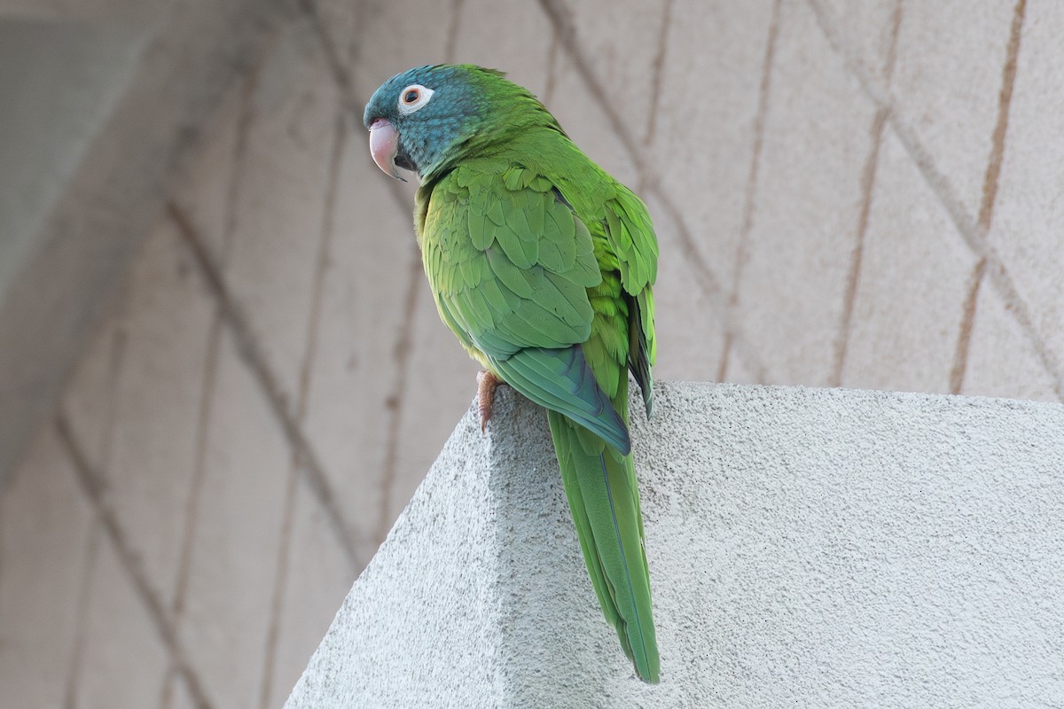 Blue-crowned Parakeet - ML615646454