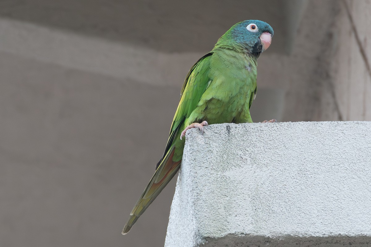Blue-crowned Parakeet - ML615646455