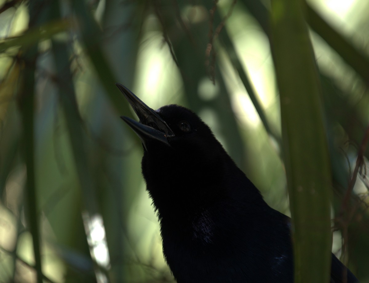 Boat-tailed Grackle - ML615646471
