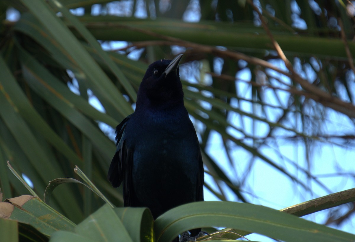 Boat-tailed Grackle - ML615646473