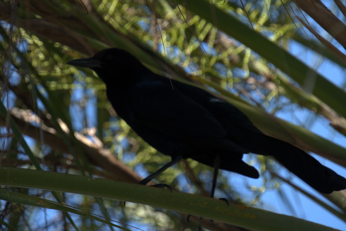 Boat-tailed Grackle - ML615646474