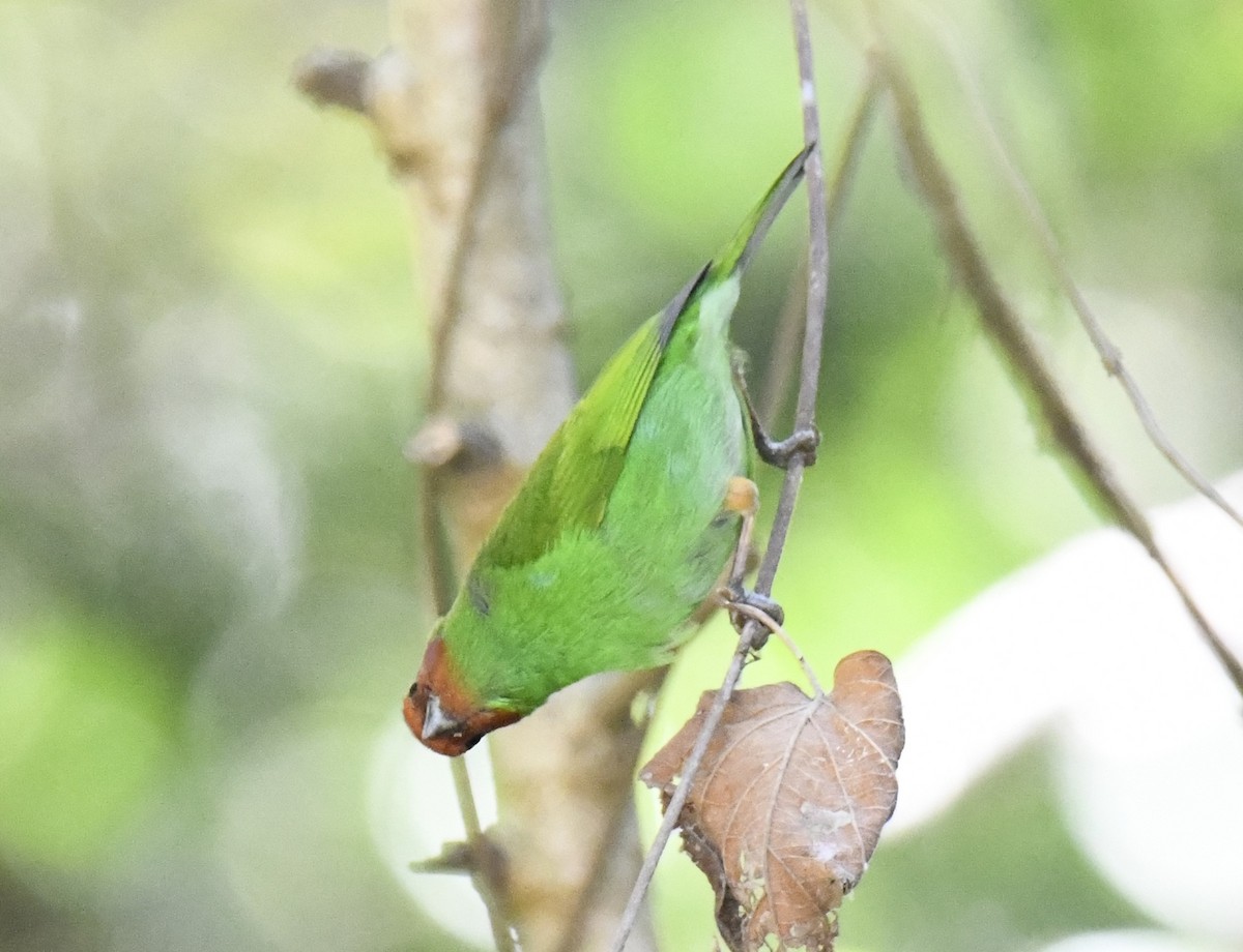 Bay-headed Tanager (Bay-and-green) - ML615646476
