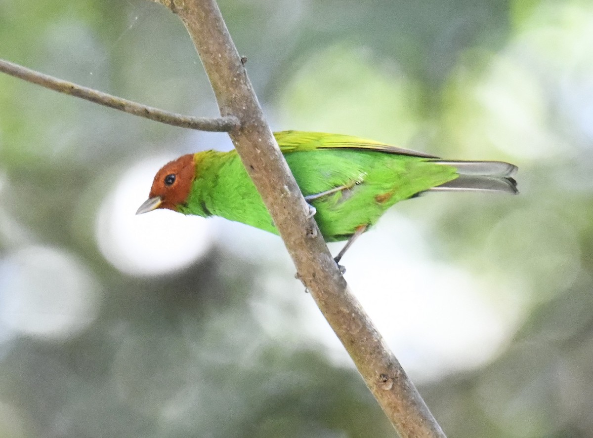 Bay-headed Tanager (Bay-and-green) - ML615646477