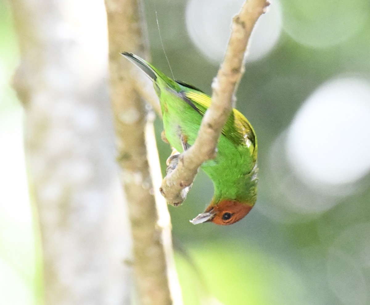 Bay-headed Tanager (Bay-and-green) - ML615646479