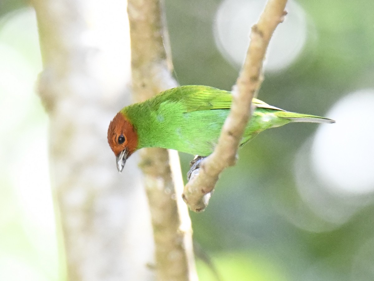 Bay-headed Tanager (Bay-and-green) - ML615646483