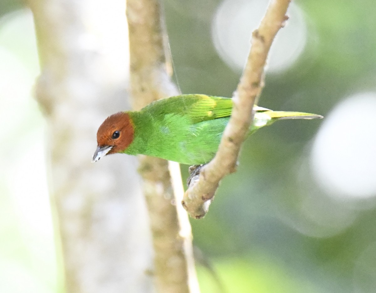 Bay-headed Tanager (Bay-and-green) - ML615646491