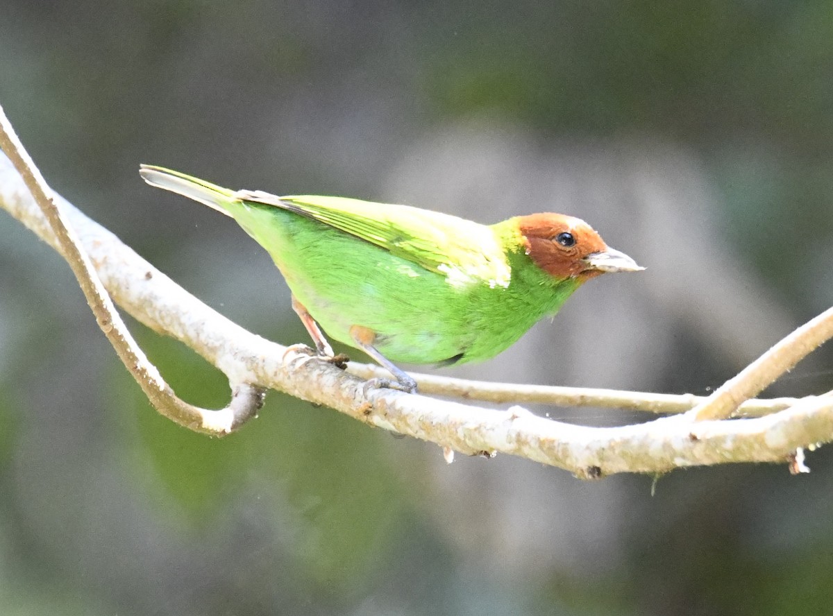 Bay-headed Tanager (Bay-and-green) - ML615646493