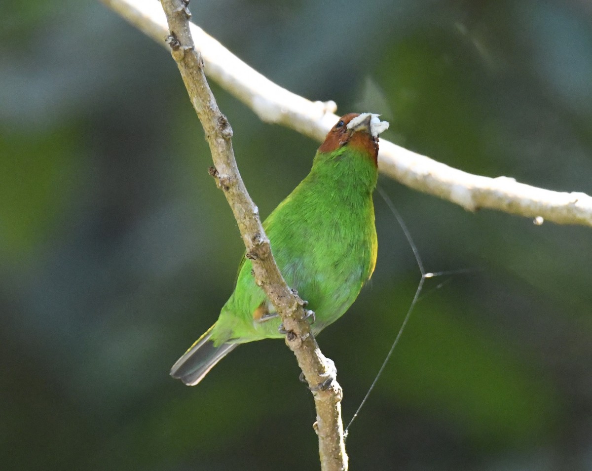 Bay-headed Tanager (Bay-and-green) - ML615646497