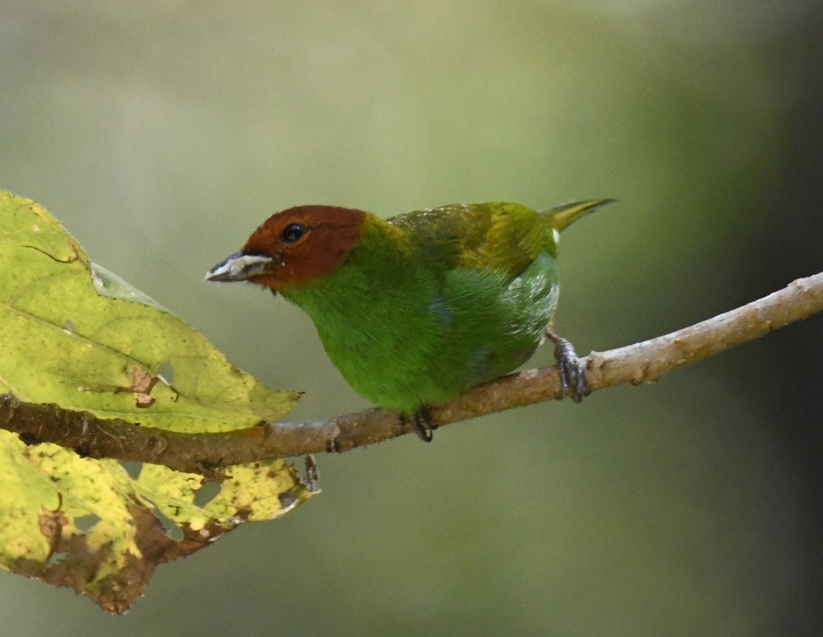 Bay-headed Tanager (Bay-and-green) - Zachary Peterson