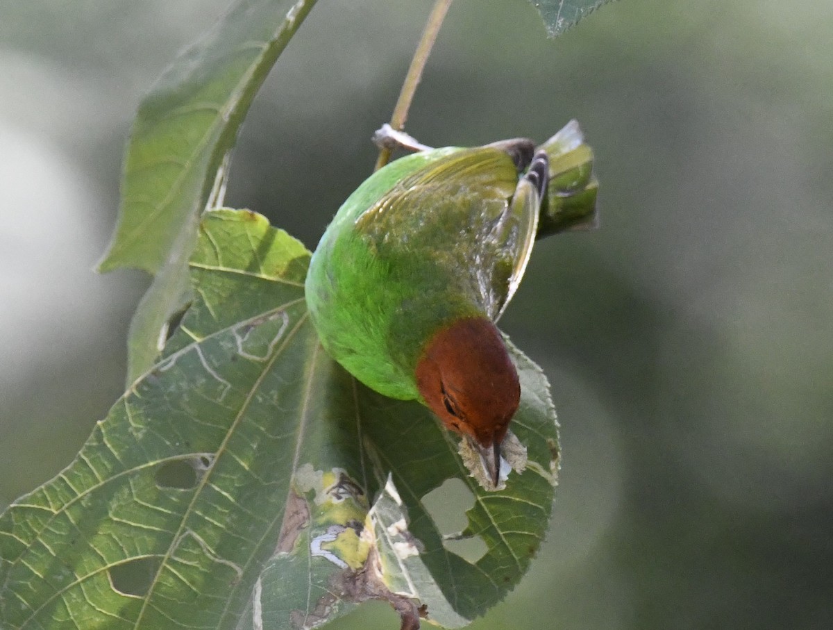 Bay-headed Tanager (Bay-and-green) - ML615646506