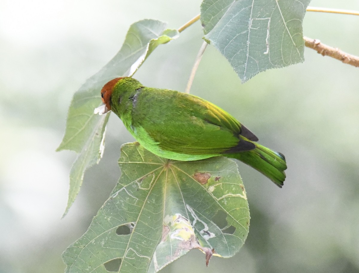 Bay-headed Tanager (Bay-and-green) - ML615646511