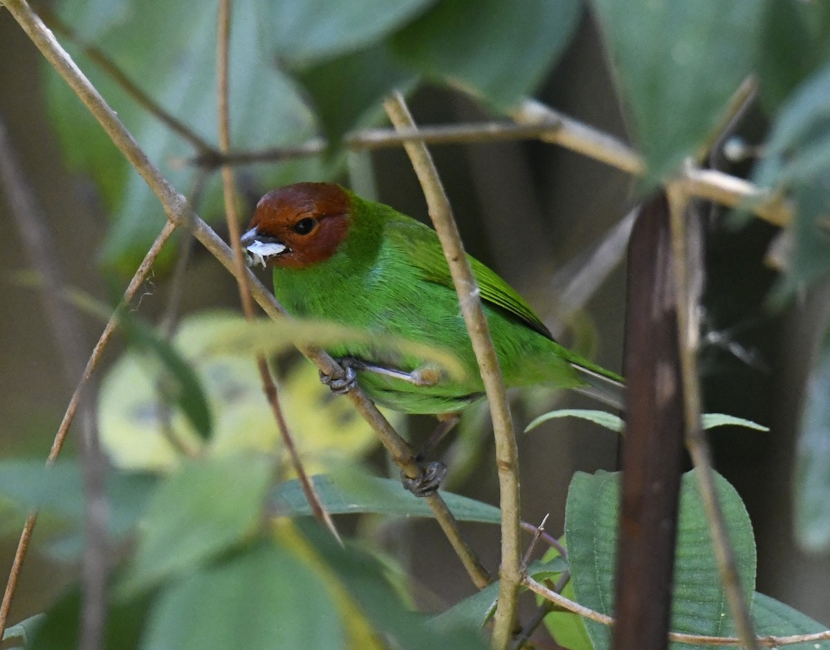 Bay-headed Tanager (Bay-and-green) - ML615646512