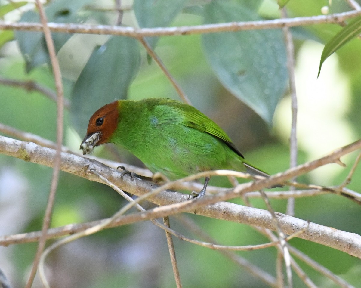 Bay-headed Tanager (Bay-and-green) - ML615646516