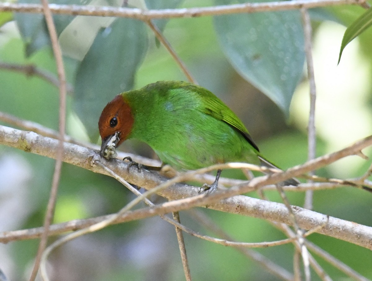 Bay-headed Tanager (Bay-and-green) - ML615646522