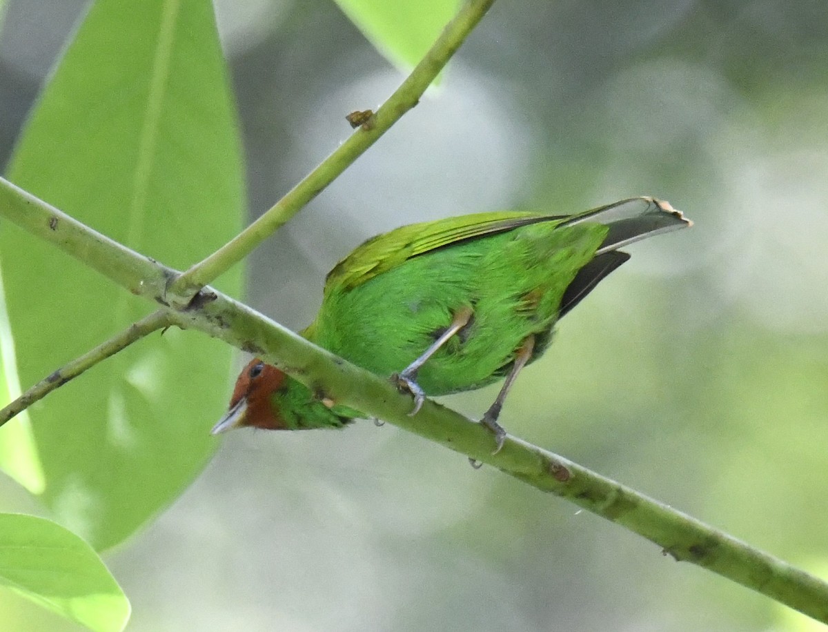 Bay-headed Tanager (Bay-and-green) - ML615646530