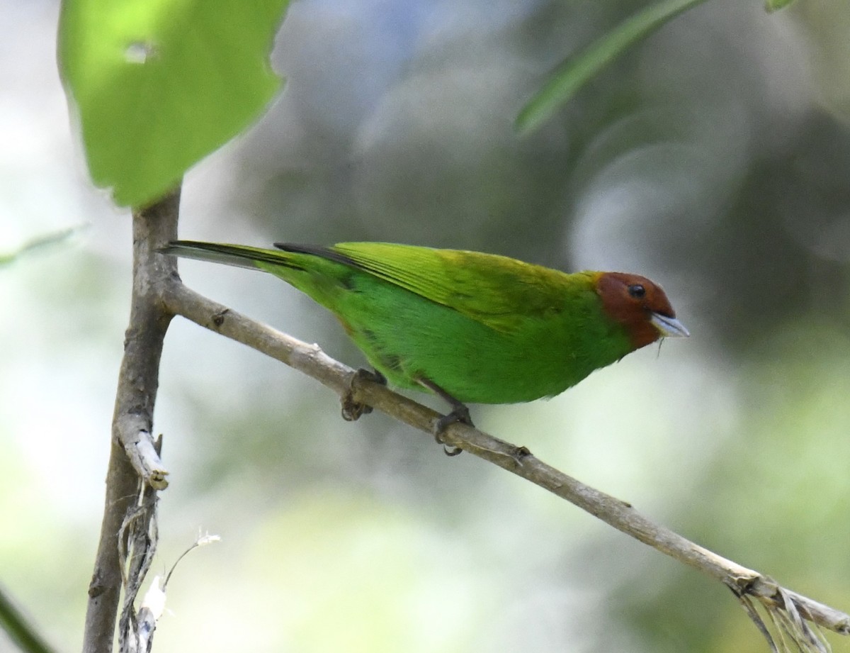 Bay-headed Tanager (Bay-and-green) - ML615646550