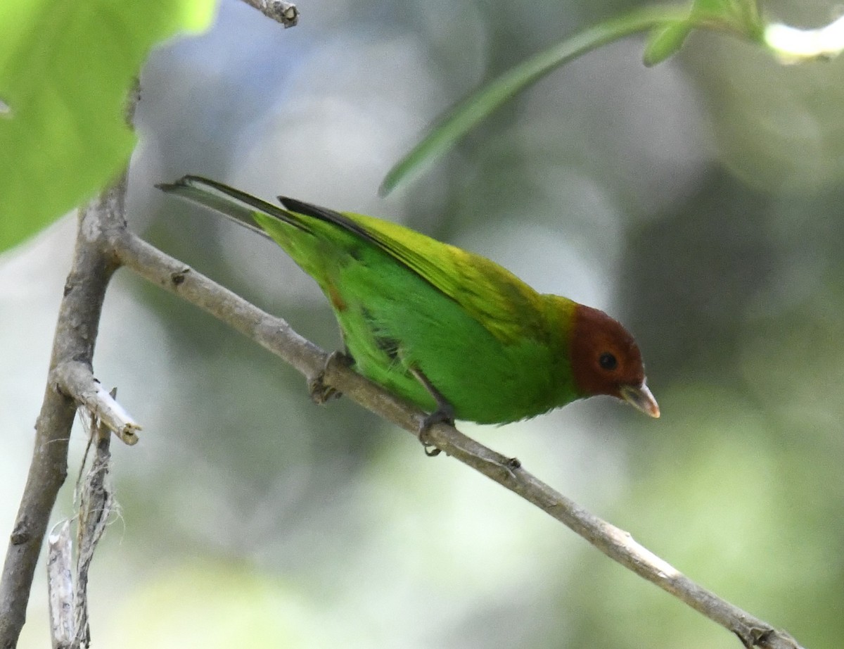 Bay-headed Tanager (Bay-and-green) - Zachary Peterson