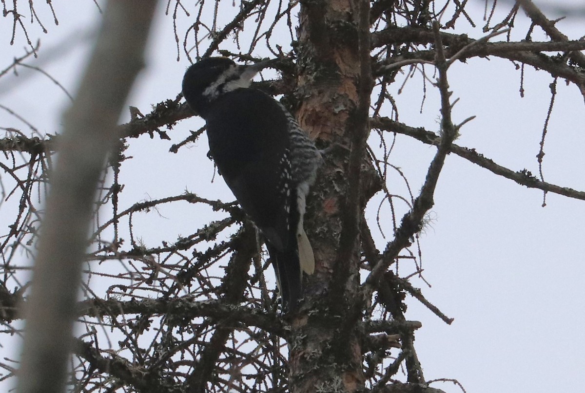 Black-backed Woodpecker - ML615646742