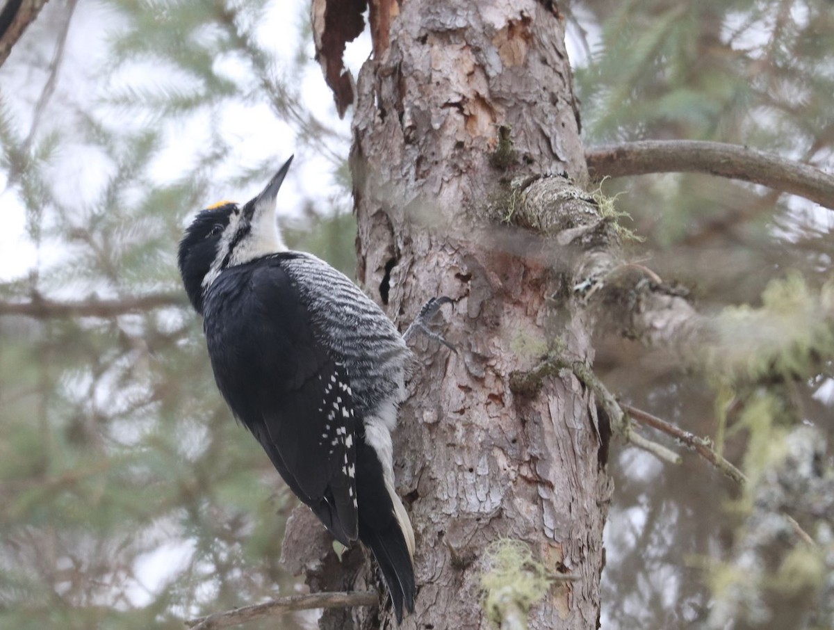 Black-backed Woodpecker - ML615646744