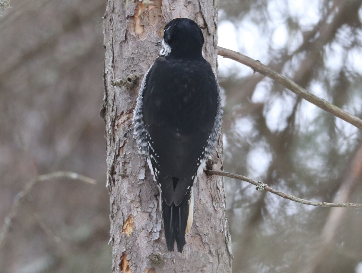 Black-backed Woodpecker - Aaron Hywarren