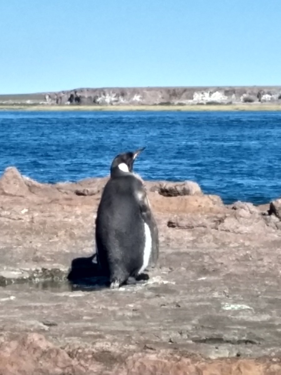 Королевский пингвин - ML615646884