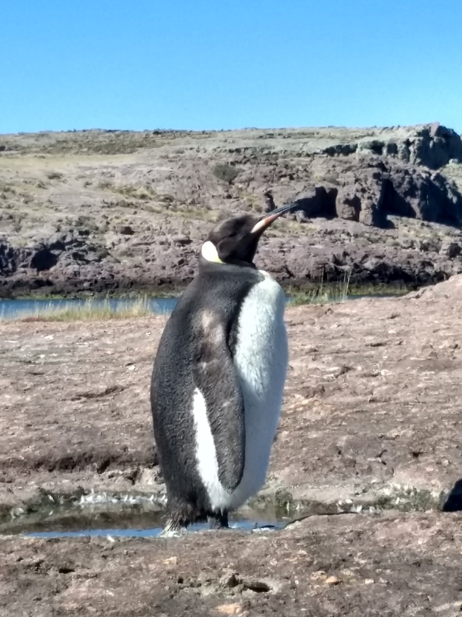 Королевский пингвин - ML615646885