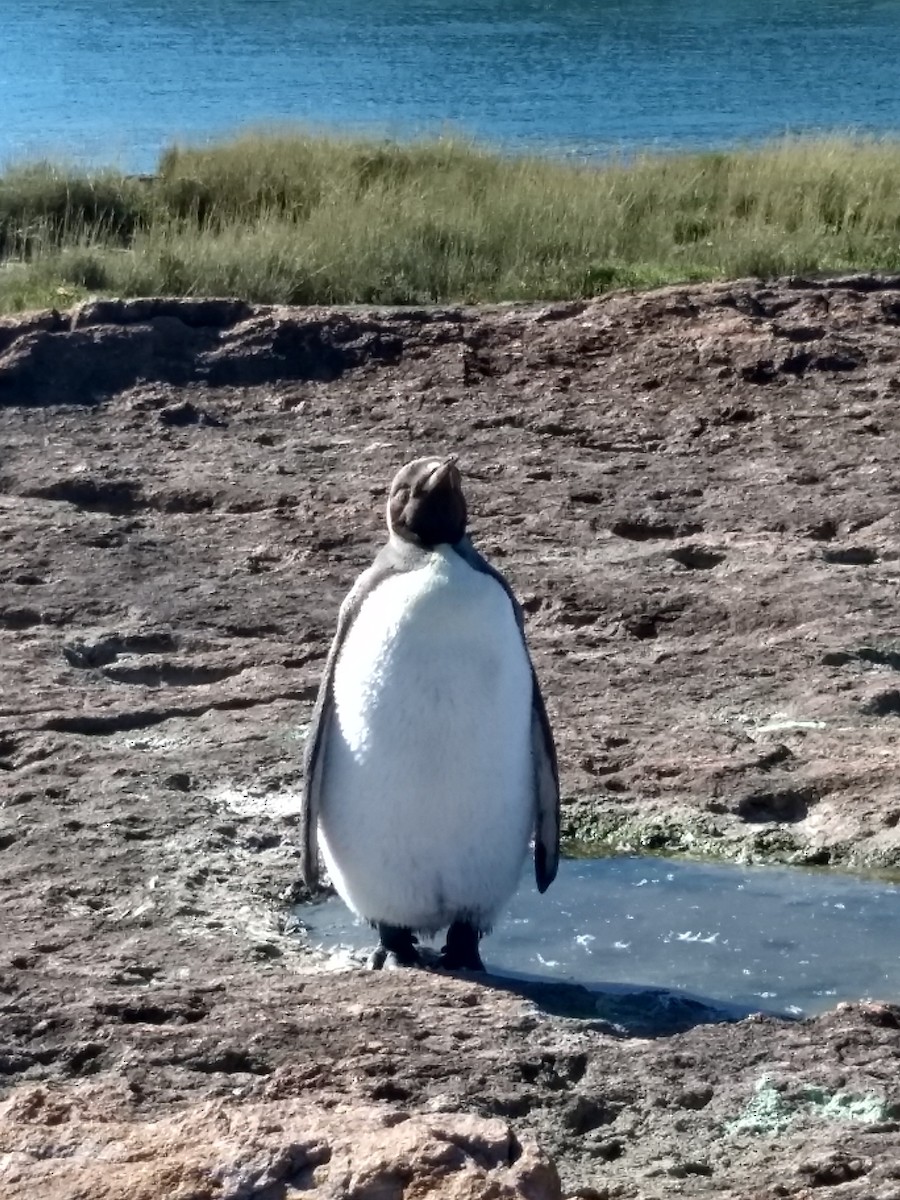 Королевский пингвин - ML615646886