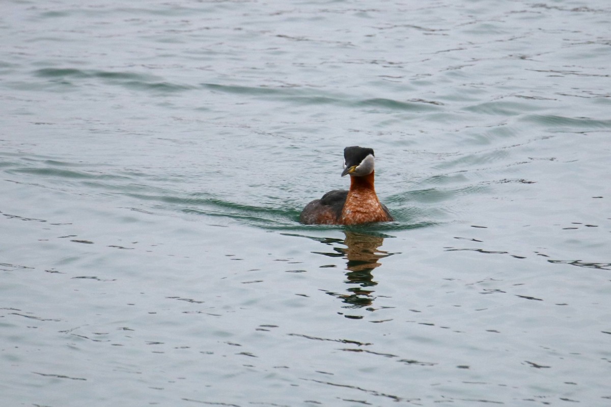 Red-necked Grebe - ML615646996