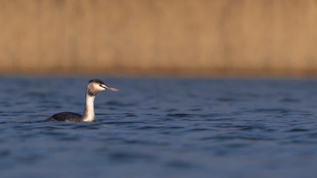 Great Crested Grebe - ML615647082