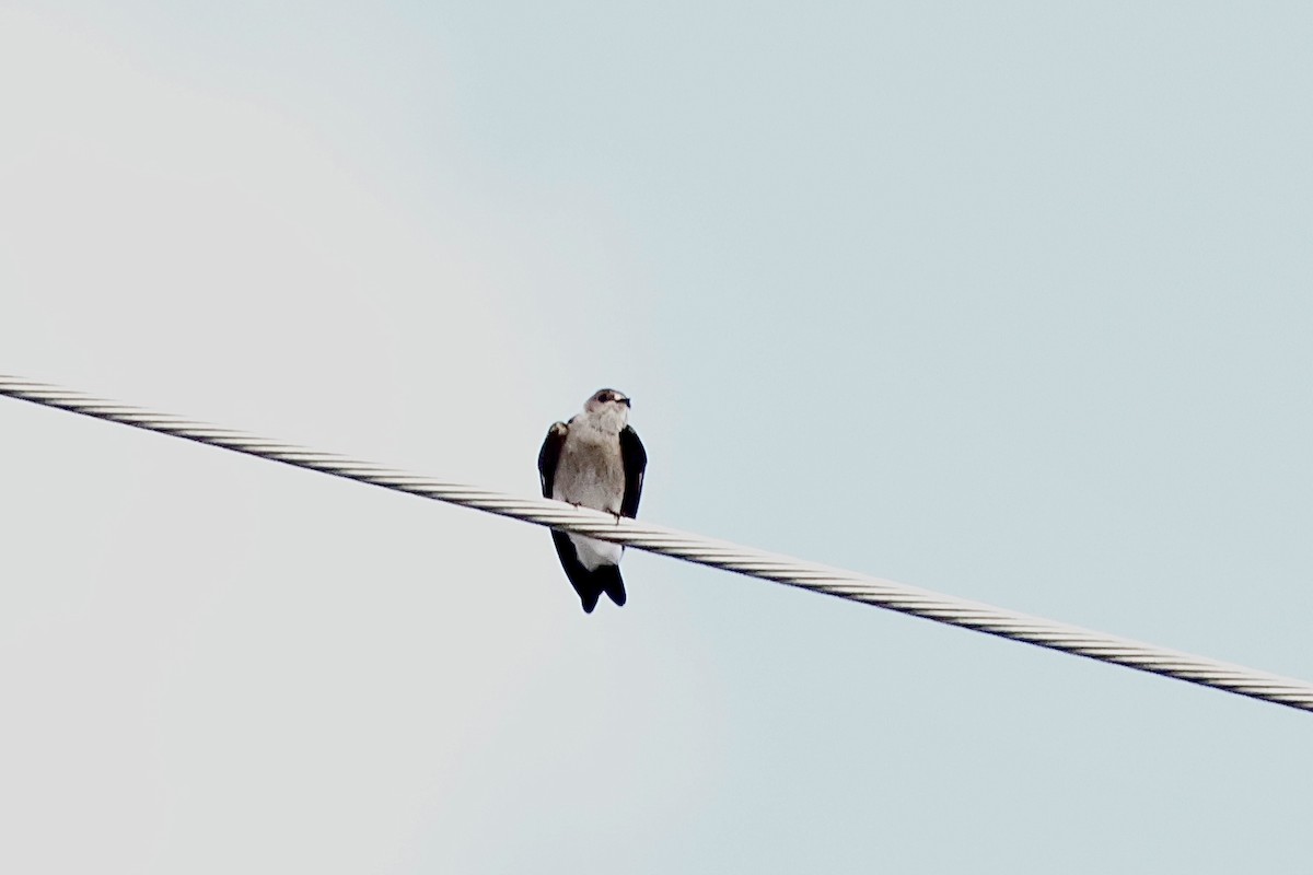 Northern Rough-winged Swallow (Ridgway's) - Alison Mews