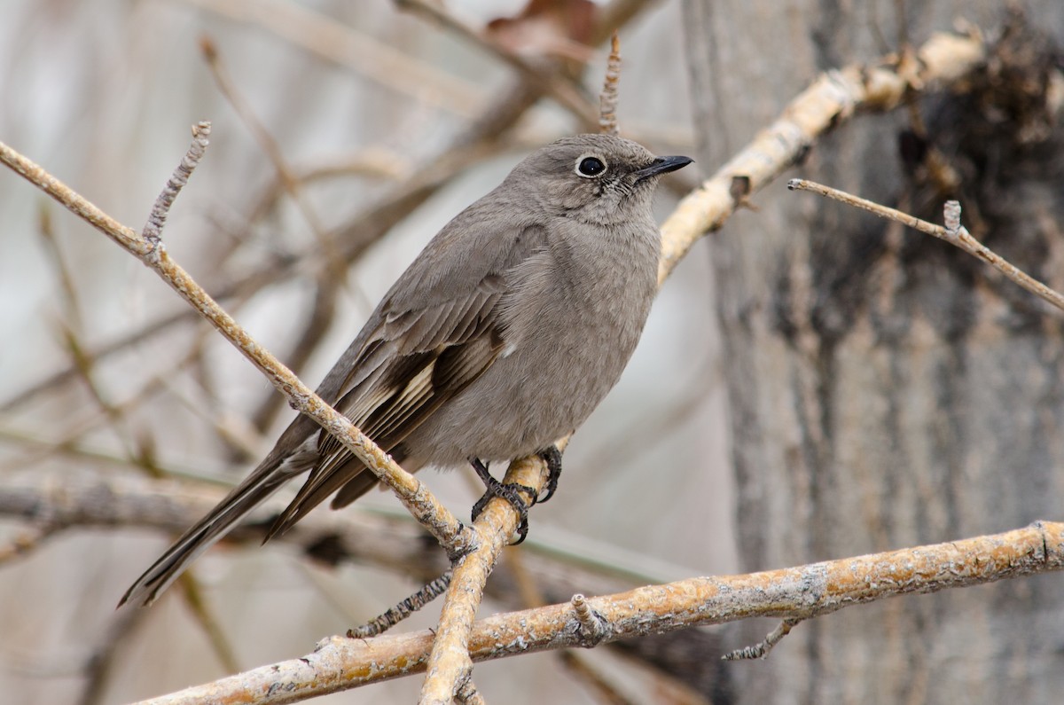Townsend's Solitaire - ML615647193
