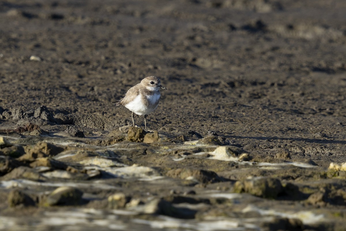 Two-banded Plover - ML615647223
