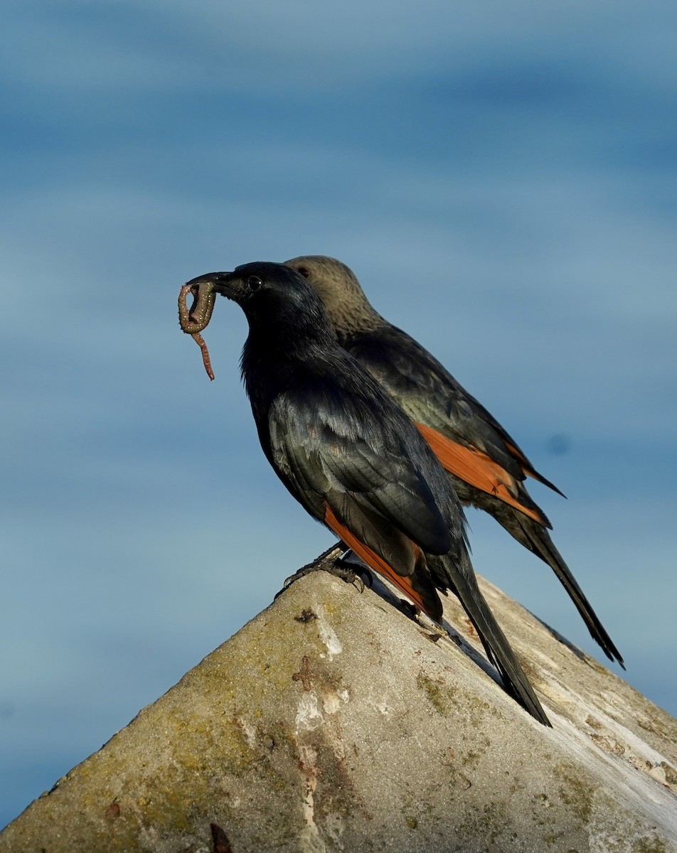 Red-winged Starling - ML615647240
