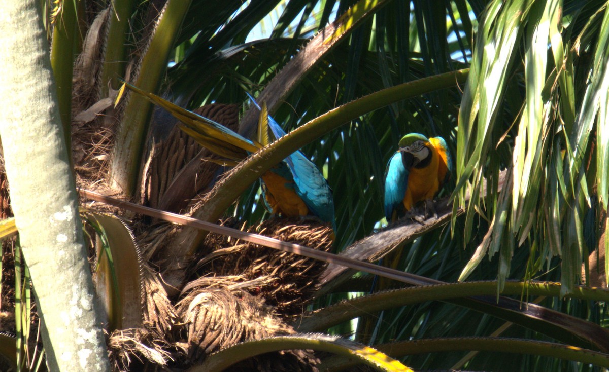 Blue-and-yellow Macaw - ML615647291