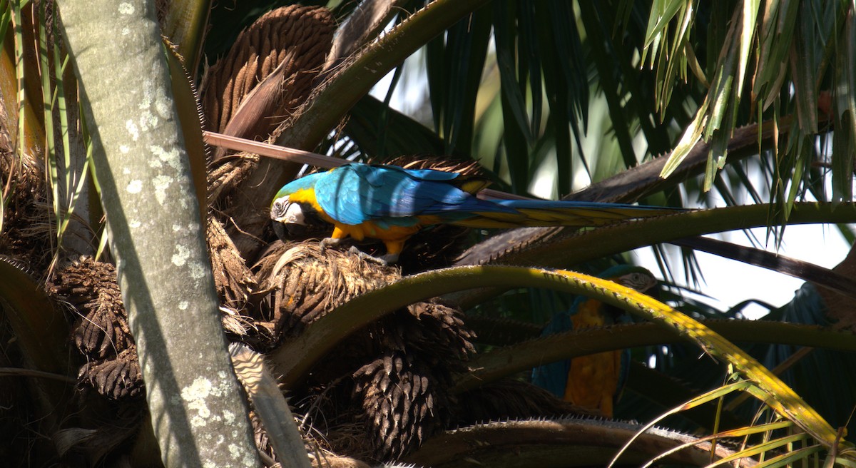 Blue-and-yellow Macaw - ML615647293
